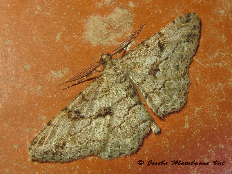 Peribatodes sp. - Geometridae